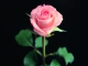 Rose In Paradise - Guitar Backing Track - Waylon Jennings