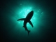 Sharks niestandardowy podkład - Imagine Dragons