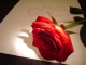 My Love Is Like a Red Red Rose Custom Backing Track - Eva Cassidy