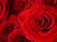 Rose rosse base personalizzata - Massimo Ranieri