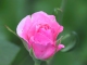 Love Is a Rose aangepaste backing-track - Linda Ronstadt