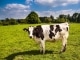 Pista de acomp. personalizable Milk Cow Blues - George Strait