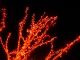 Flame Trees niestandardowy podkład - Cold Chisel