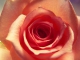 Lo! How a Rose E'er Blooming niestandardowy podkład - Charlotte Church