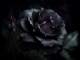 Schwarze Rose individuelles Playback Ibo