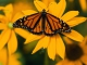 Playback personnalisé Elusive Butterfly - Bob Lind
