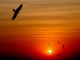 Free Bird (album version) kustomoitu tausta - Lynyrd Skynyrd