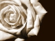 Instrumentale MP3 Les roses blanches - Karaoke MP3 beroemd gemaakt door Michèle Torr