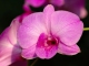 I Overlooked an Orchid kustomoitu tausta - Mickey Gilley