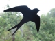 Free Bird custom accompaniment track - Lynyrd Skynyrd