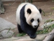 Panda kustomoitu tausta - Desiigner