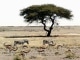 Africa kustomoitu tausta - Julien Doré