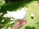 Wings of a Dove custom accompaniment track - Ferlin Husky