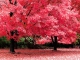 Playback MP3 Tous les arbres sont en fleurs - Karaoké MP3 Instrumental rendu célèbre par Nana Mouskouri