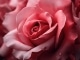Instrumental MP3 The Rose - Karaoke MP3 as made famous by Westlife