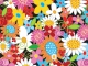 Les fleurs du bien custom accompaniment track - Pascal Obispo