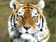 Eye of the Tiger base personalizzata - Paul Anka