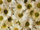 Sunflowers custom accompaniment track - Rex Orange County