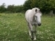 Instrumentale MP3 Ride A White Horse - Karaoke MP3 beroemd gemaakt door Goldfrapp