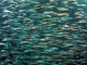 Too Many Fish in the Sea kustomoitu tausta - The Commitments
