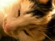 Playback MP3 Macavity: The Mystery Cat - Karaoke MP3 strumentale resa famosa da Cats (musical)