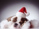 Jingle Bells kustomoitu tausta - Singing Dogs