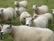 Backing Track MP3 While Shepherds Watched Their Flocks - Karaoke MP3 as made famous by Christmas Carol