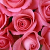 Karaoke Bed of Roses Bon Jovi