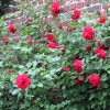 Les roses de Picardie