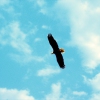 Karaoké Fly Like an Eagle Seal
