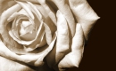 Honeysuckle Rose - Karaoké Instrumental - Eva Cassidy - Playback MP3