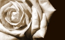 A Rose Is Still a Rose - Karaoke Strumentale - Aretha Franklin - Playback MP3