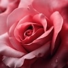 Für Mich Soll's Rote Rosen Regnen