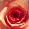 Karaoké Lloran las rosas Cristian Castro