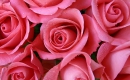 Bed of Roses - Karaoke MP3 backingtrack - Bon Jovi