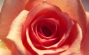 Karaoke de Lloran las rosas - Cristian Castro - MP3 instrumental