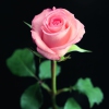 Une rose pour Sandra