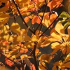 Karaoké Autumn Leaves Eva Cassidy