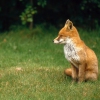 Der letzte fox