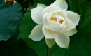 Weiße Rosen aus Athen - Karaoke MP3 backingtrack - Nana Mouskouri