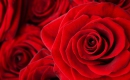 Roses Are Red - Aqua - Instrumental MP3 Karaoke Download