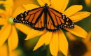 Elusive Butterfly - Bob Lind - Instrumental MP3 Karaoke Download
