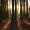 Karaoké A Forest The Cure