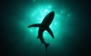 El Tiburón (The Shark) - Henry Mendez - Instrumental MP3 Karaoke Download