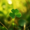 I'm Looking Over a Four Leaf Clover