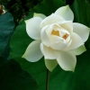 Lotus Flower Karaoke Radiohead