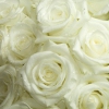 Les roses blanches