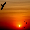 Karaoké Free Bird (album version) Lynyrd Skynyrd