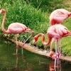 Die letzten flamingos