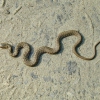 The Snakes Crawl at Night Karaoke Charley Pride